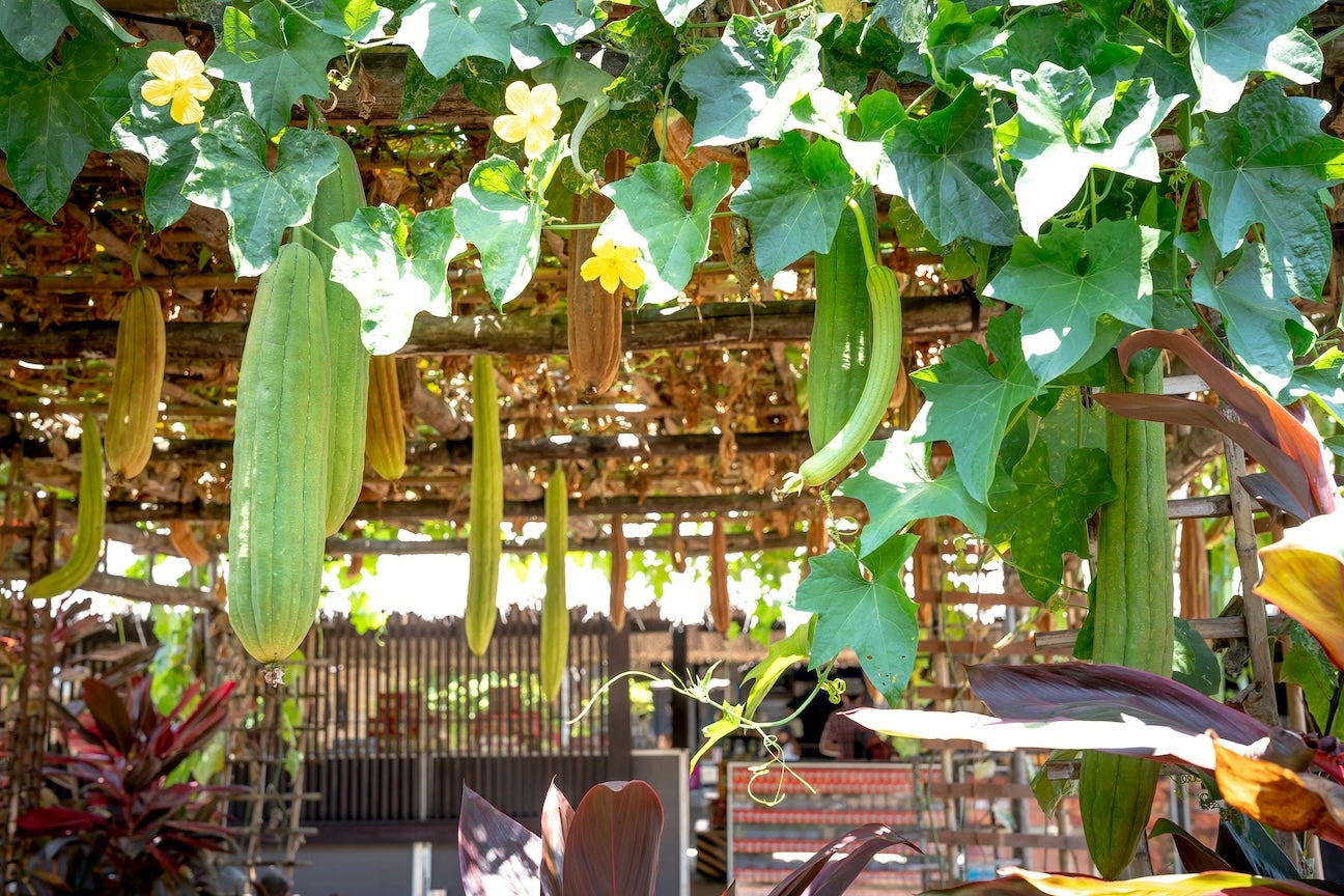 Meet the amazing luffa plant