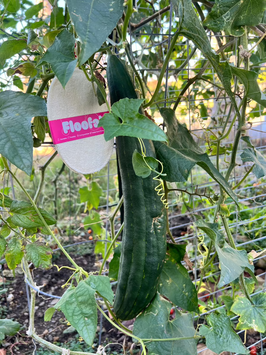 Luffa loofah gourd next to Floofah Compostable Bath Sponge